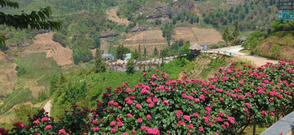 Cảnh đẹp Sapa mùa Xuân: Vườn hồng cổ