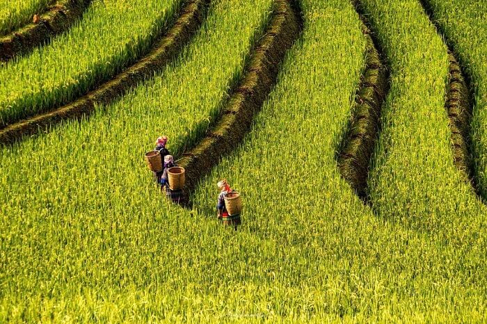 Cánh đồng Mường Hum nổi tiếng tại Sapa