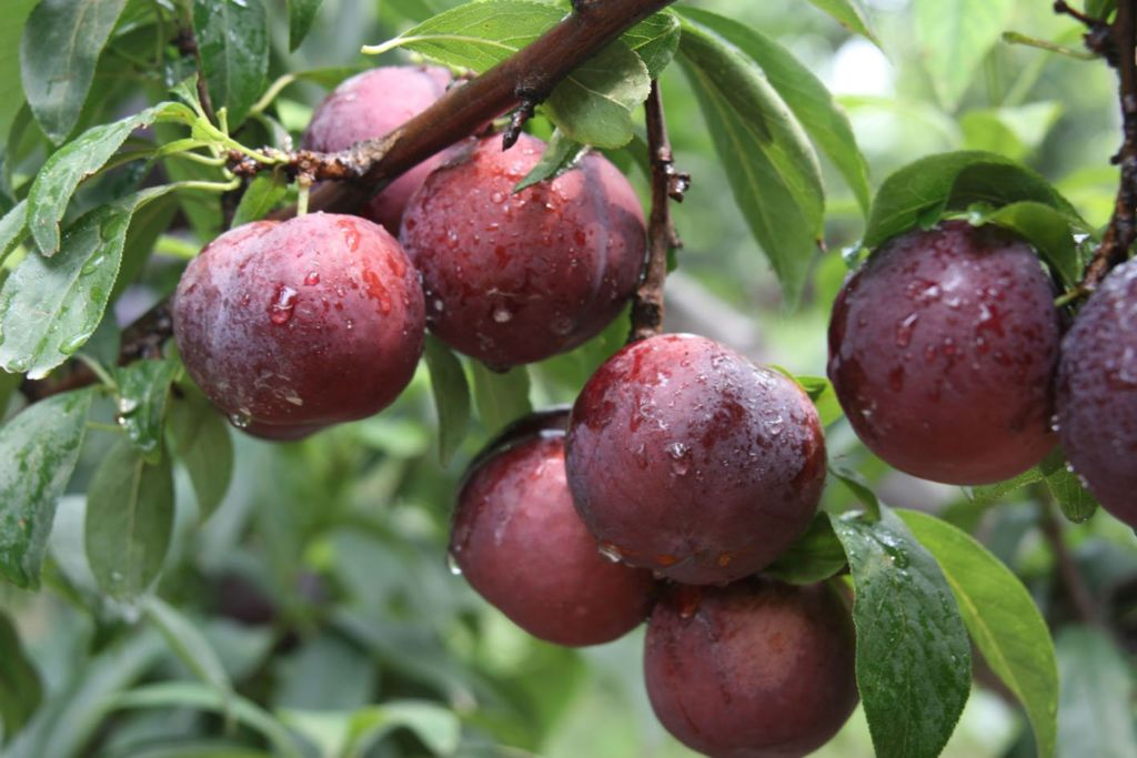 Mận Sapa là quả đặc sản Sapa nổi tiếng, thịt dày, mọng nước, chín rộ từ tháng 5 đến tháng 7.