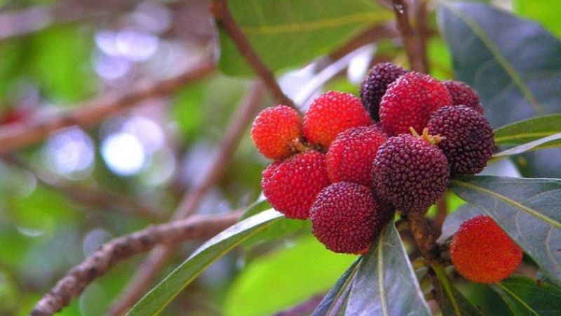 Thanh mai Sapa là quả rừng chín từ tháng 3 đến tháng 5, vị chua nhẹ, thường dùng làm nước ép, siro.